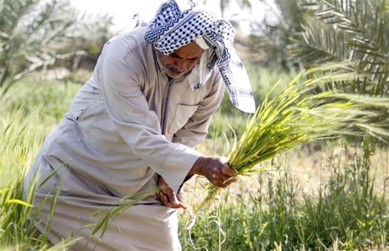 السوداني يوجه بصرف 500 مليار دينار مستحقات للفلاحين والمزارعين
